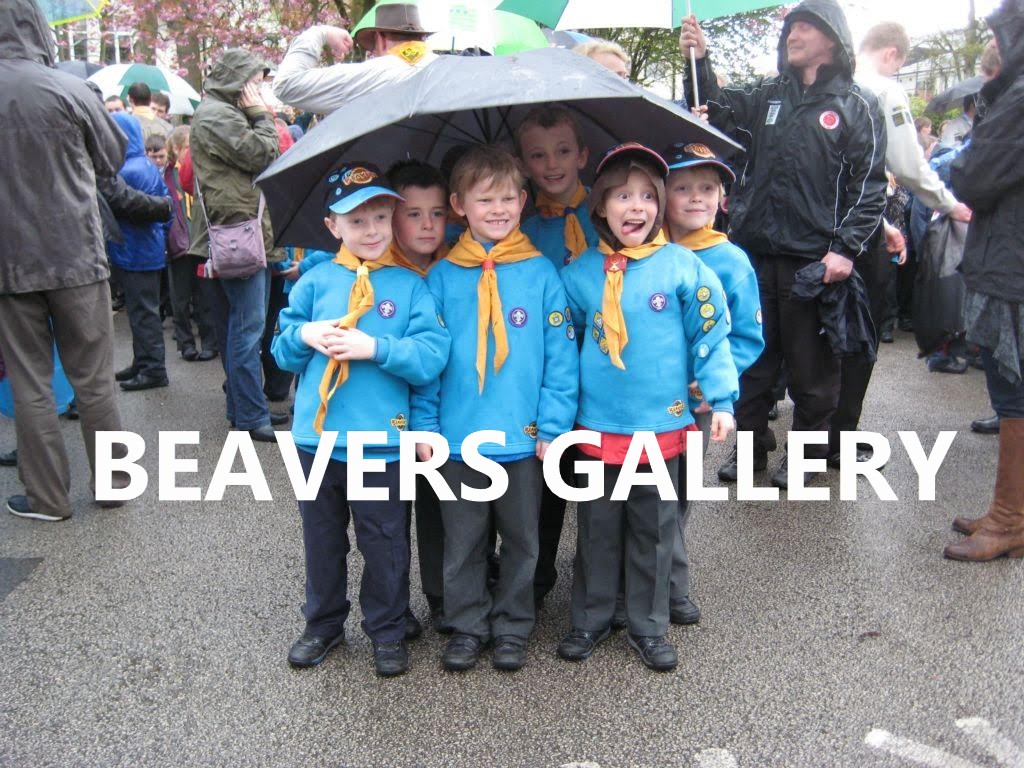 Beavers Gallery